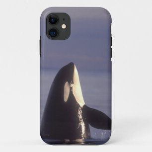 Coque iPhone 11 Spyhopping Orca Killer Whale (Orca orcinus) près d