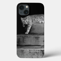 Stray Cat sur Stairs