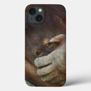 Etui iPhone 13 Sumatran Orangutan, Pongo pygmaeus