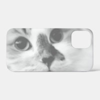 SUPER CUTE Cat Portrait Photographie