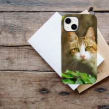 Tabby et chat blanc et ivoire