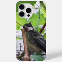 Tidi my Bird le Parus Major