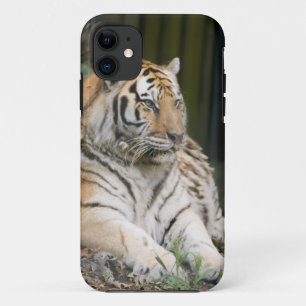 Coques Pour iPhone Tigre de Sibérie