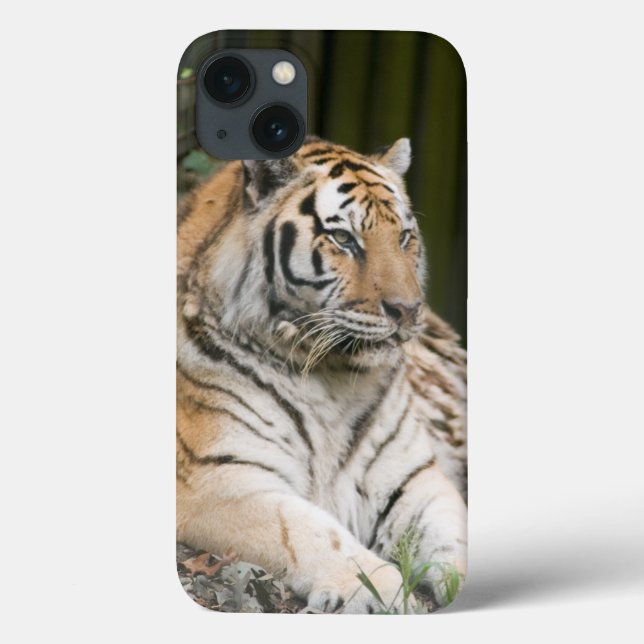 Coques Case-Mate iPhone Tigre de Sibérie (Verso)