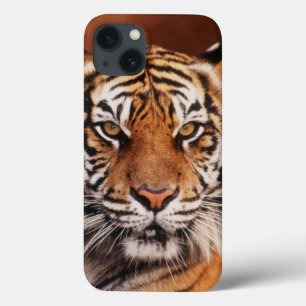 iPhone 13 Coque Tigre de Sumatra
