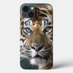 Coques Pour iPhone Tigre masculin de Sumatran (sumatrae du Tigre de