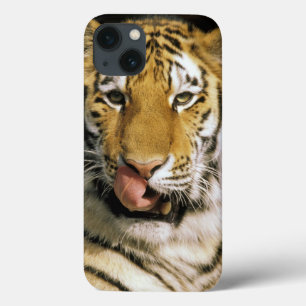 iPhone 13 Coque Tigre Zoo du Michigan