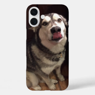 Coques iPhone 16 Plus Tongue apprentissage Malamute de l'Alaska
