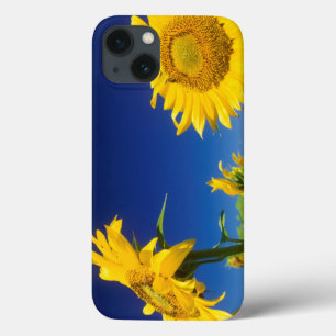 Case-Mate iPhone Case Tournesols (Helianthus Annuus), près de Senekal