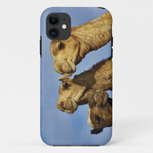 Coques Pour iPhone Trio de chameaux, marché aux chameaux, Le Caire, E