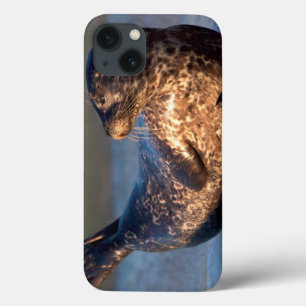 Case-Mate iPhone Case Un bébé phoque levant sa queue