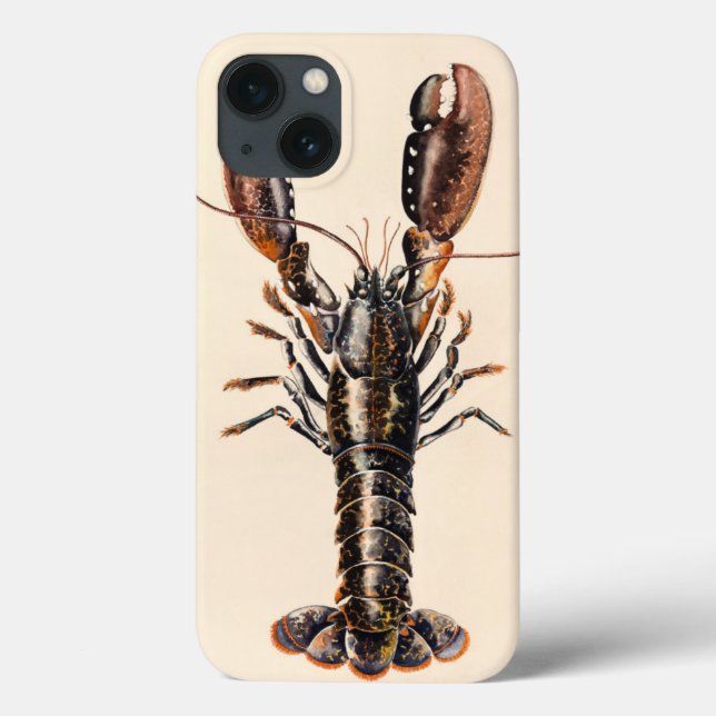 Coques Case-Mate iPhone Un homard de Solva (Verso)