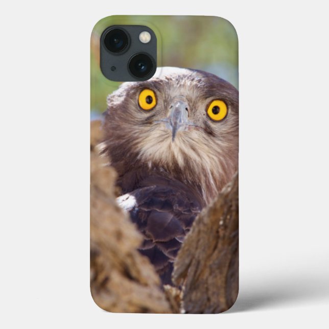 Coques Case-Mate iPhone Un serpent Blanc-breasted Eagle (Verso)