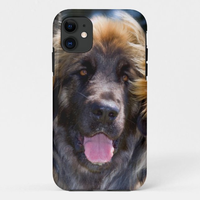 Coques Case-Mate iPhone USA, Californie. Portrait De Leonberger Assis (Dos)
