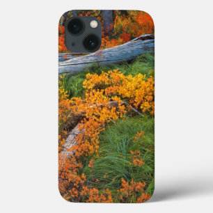Etui iPhone 13 USA, Oregon, Willamette National Forest