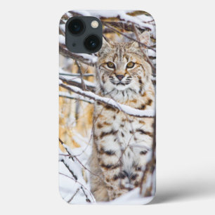 iPhone 13 Case USA, Wyoming, Bobcat