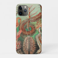 Vers, Annélides Chaetopoda par Ernst Haeckel