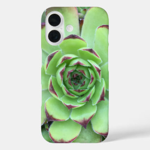 Coques iPhone 16 Vert avec pourpre Conseils Succulent Gros plan Pho