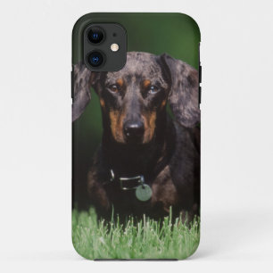 Case-Mate iPhone Case Vue de Dachshund couleur panaché