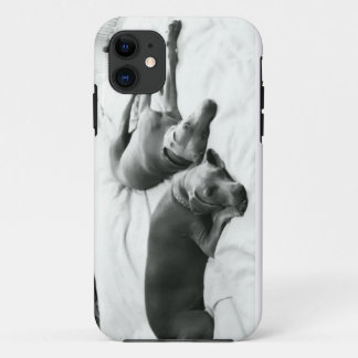 Coques Pour iPhone Weimaraners paresseux