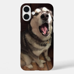 Coques iPhone 16 Plus Yawning Alaskan Malamute photo