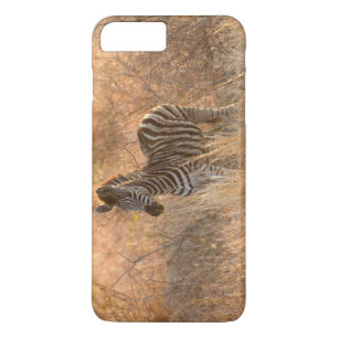 Etui iPhone Case-Mate Zebra foal in morning light