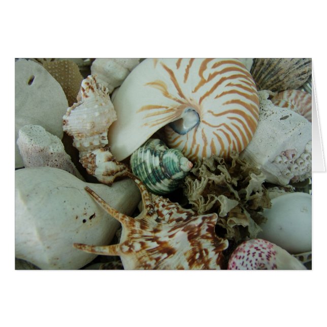 Coques de la mer de Floride (Devant horizontal)