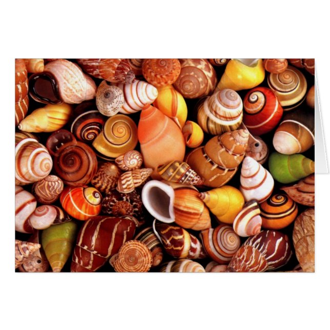 Coques de mer (Devant horizontal)