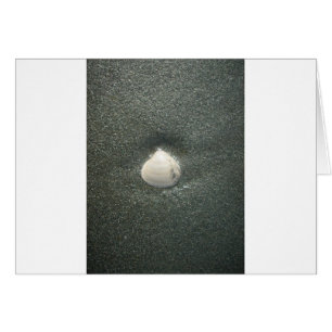 Coques de mer Hakuna Matata.JPG