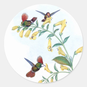 Coquette Hummingbird Bird Blume Stickers