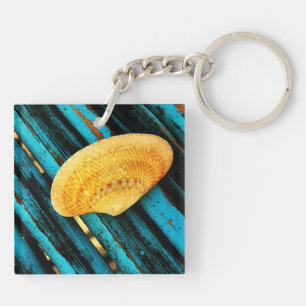 coquillage