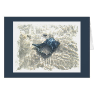 Coquillage noir