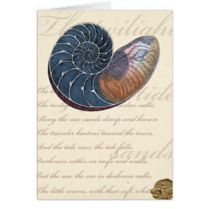 Coquillage romantique