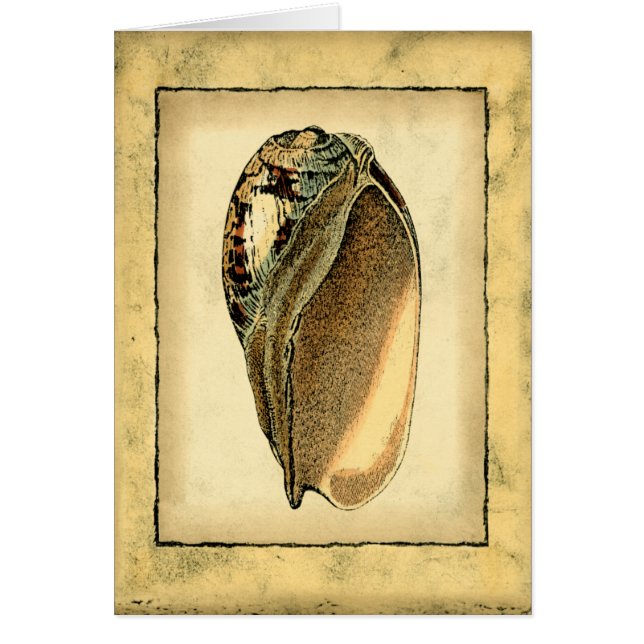 Coquillage Vintage rustique (Devant)