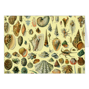 Coquillages de coquillages Mollusk Clam Élégant Ar