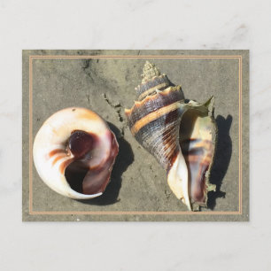Coquillages de la Couronne dans la nature Carte po