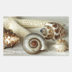 Coquillages et autocollant de plage d'étoiles de