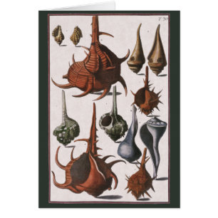 Coquillages vintages, Vie Marine, Coques de mer