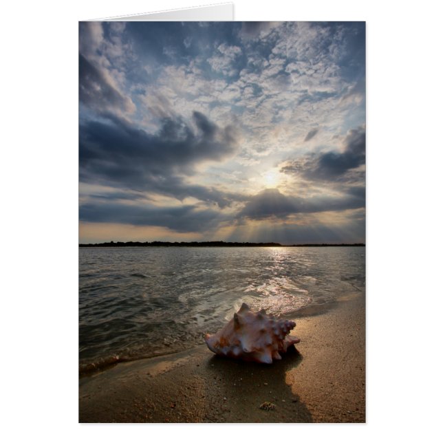 Coquille De Conche À La Plage | St. Augustine, Fl (Devant)