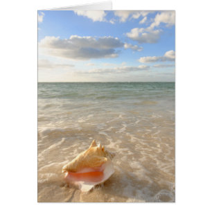 Coquille De Conche Dans Le Sable Sur La Plage Trop