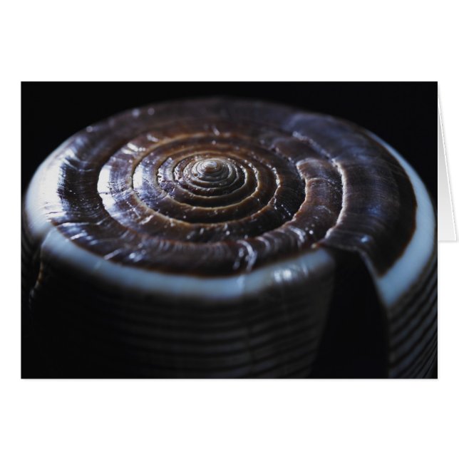 Coquille de cône (Devant horizontal)