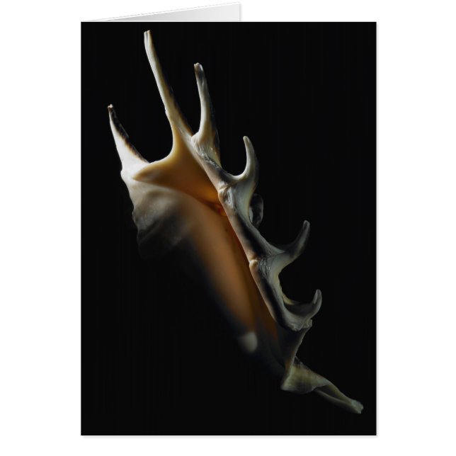 Coquille de conque (Devant)