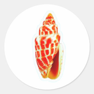 Coquille de mitre pontificale exotique Autocollant