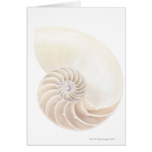 Coquille de Nautilus, plan rapproché