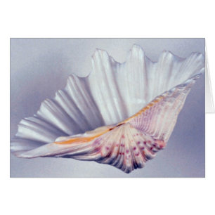 coquille de palourde géante à usage décoratif