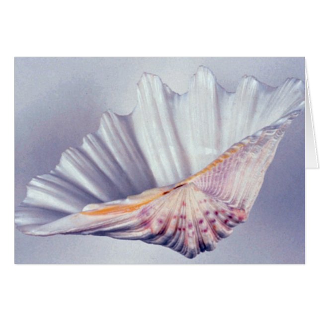 coquille de palourde géante à usage décoratif (Devant horizontal)