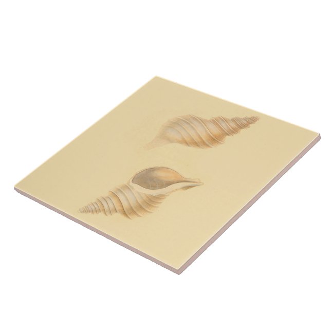 Coquilles nautiques de mer de carreaux de (Côté)