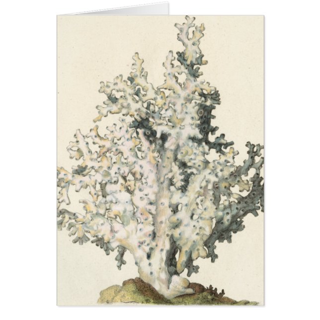 Corail d'aquarelle antique (Devant)