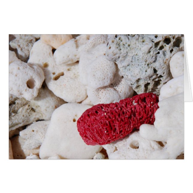 Corail rose (Devant horizontal)