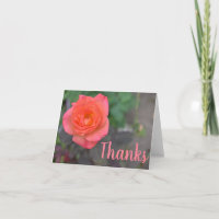 Corail rose Rose Fleur Photographie Merci